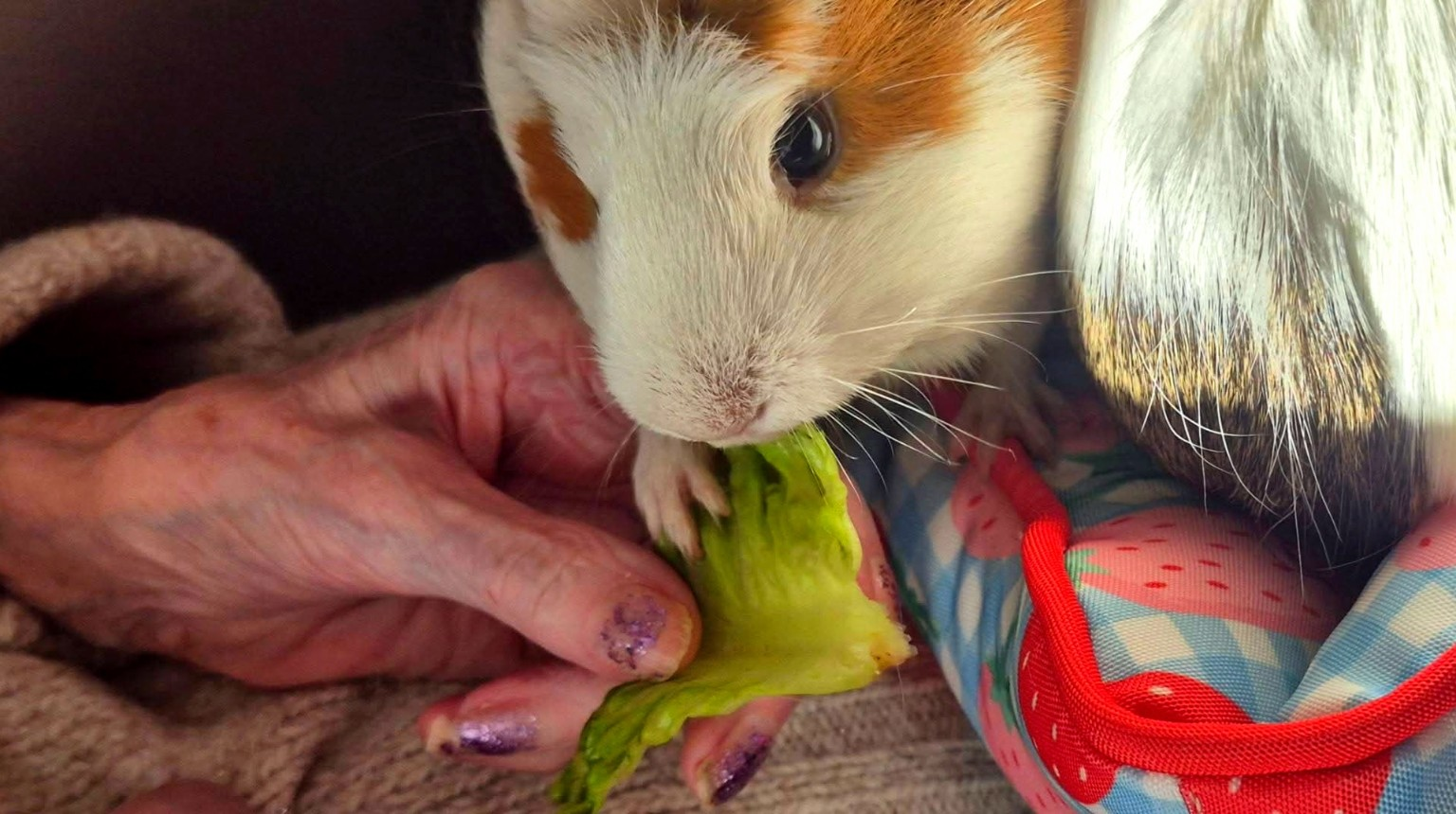Guinea pig feeding time during a care home visit