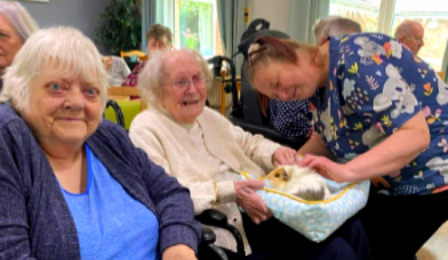 Gentle guinea pig therapy visit in a care home